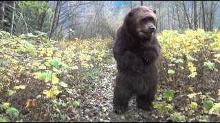 Kodi the Bear rapping