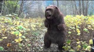 Kodi the Bear practicing Kung-fu
