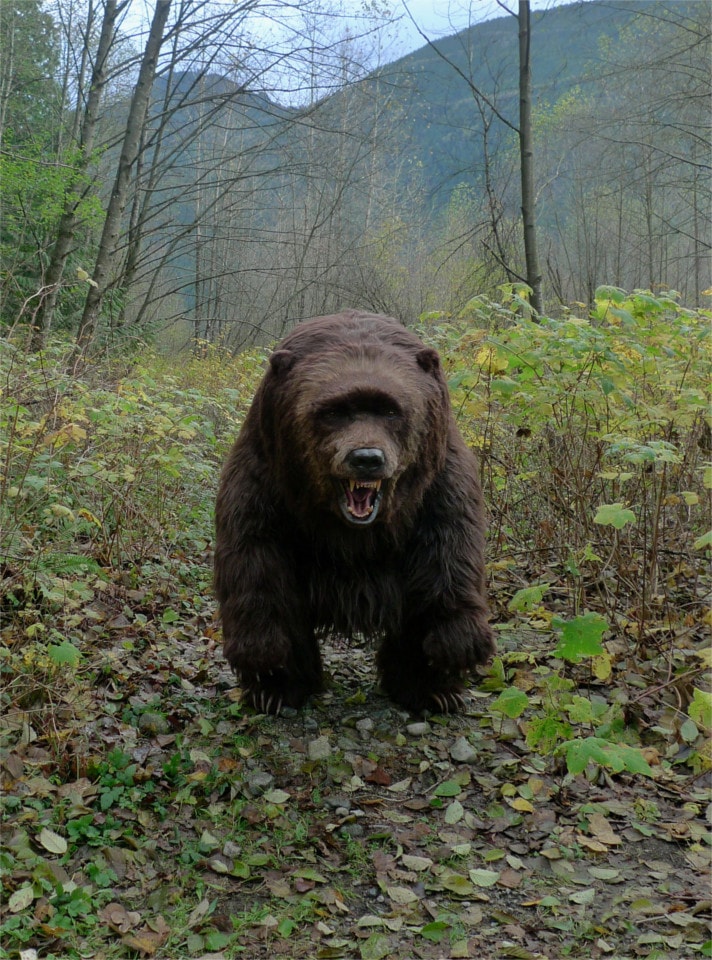 Bear on 4